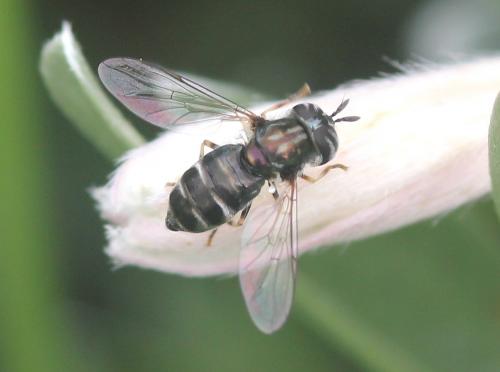 Réf. 183 741 : Paragus pecchiolii